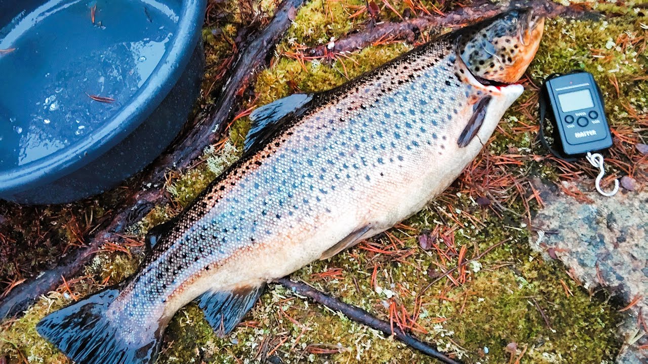 Siikatolskausta ja jänismelskausta