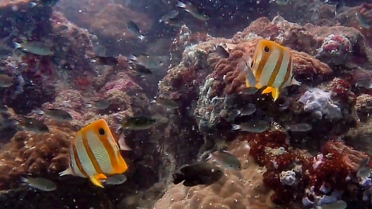 「Diving in Phu Quoc」「Summary」「Dive Buddies」