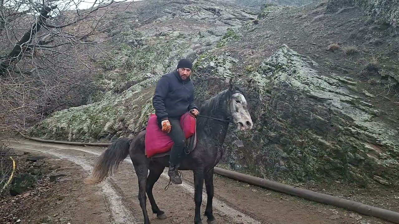At igidin qardaşıdır