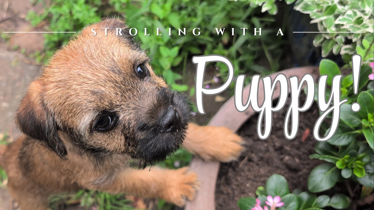 Strolling with a Puppy! | Relaxing walking video | Border Terrier puppy fun.
