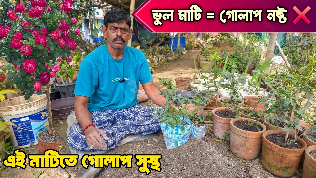গোলাপ করতে গেলে মাটির মিডিয়া কিভাবে তৈরি করবেন 
