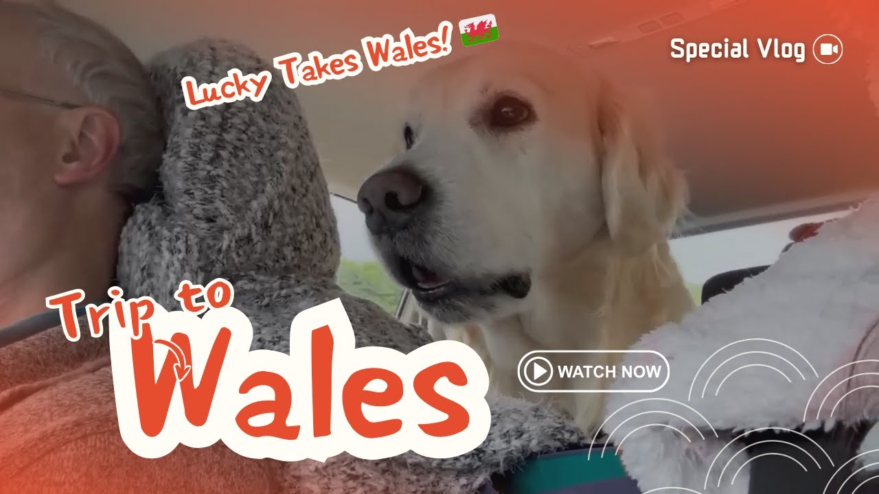 Lucky's First Welsh Adventure! Exploring Our UK Airbnb & Train Spotting! 🚂🐾