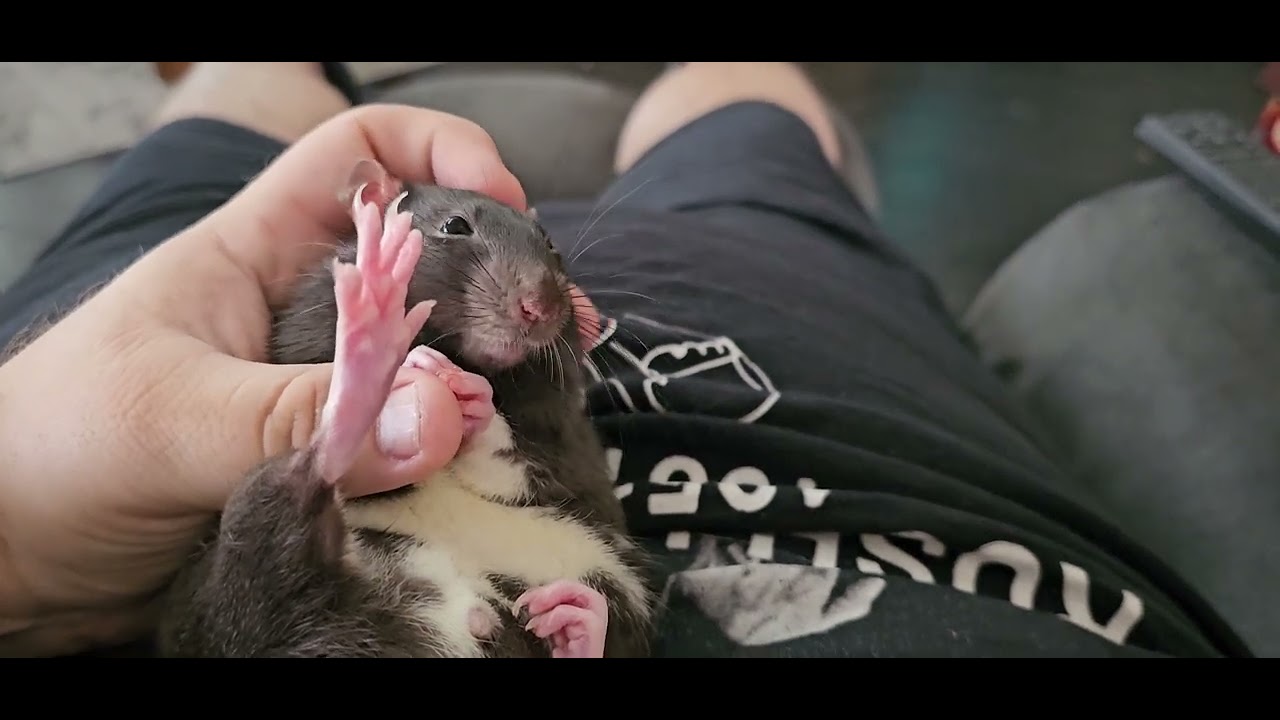 Another Lazy Ratty Day