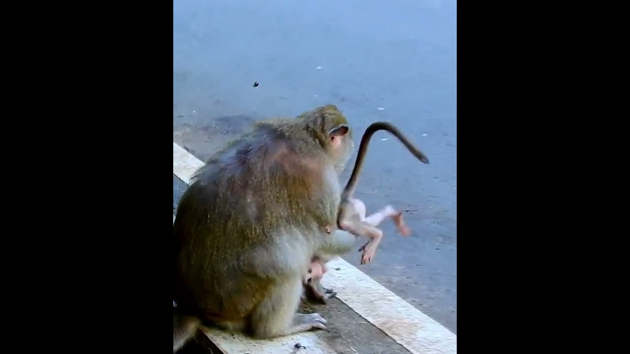 Amazing cute baby monkey 2023