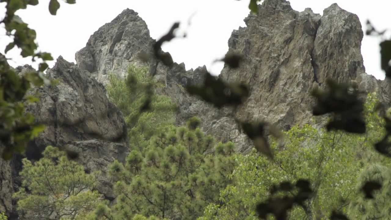 La muela HD