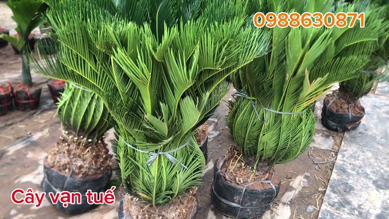 Cây Vạn Tuế cây bonsai phong thuỷ trồng sân vườn biệt thự mời các bác 