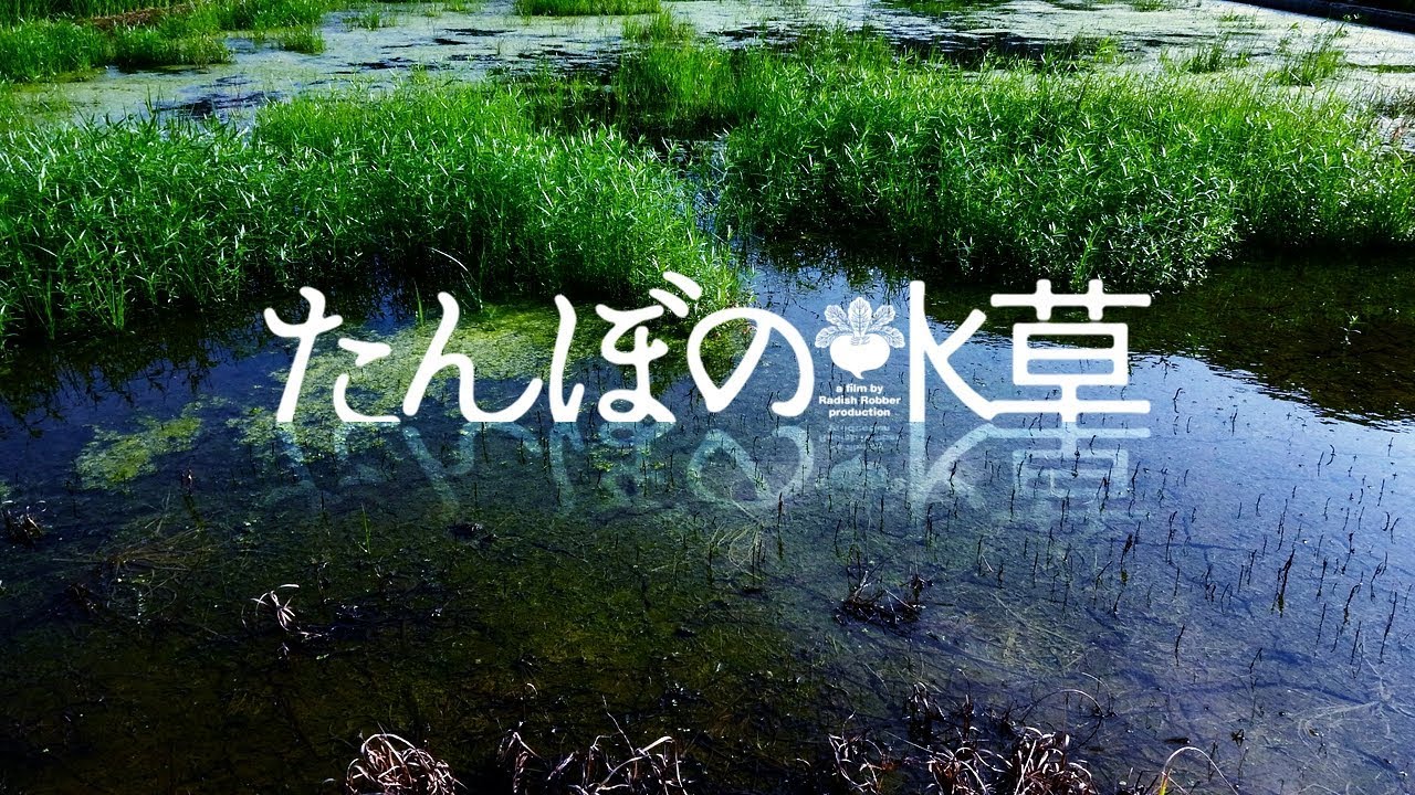 田んぼの水草 2017（ｽﾛーｱｸｱﾘｳﾑ, ﾋﾞｵﾄーﾌﾟ）