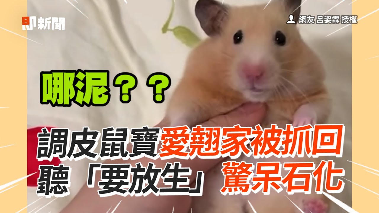 調皮鼠寶愛翹家被抓回　一聽「要放生」驚呆石化🗿｜寵物鼠｜動物