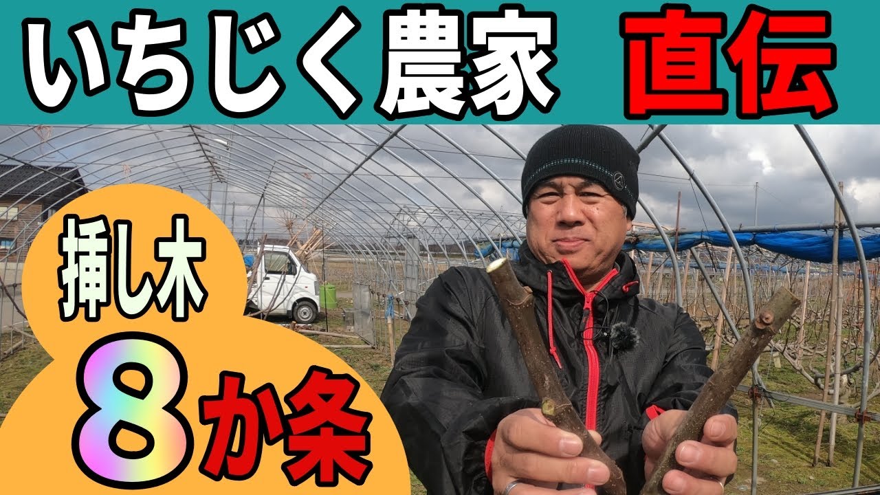 いちじく挿し木　生産農家直伝　8か条　いちじくVlog　#10　2021