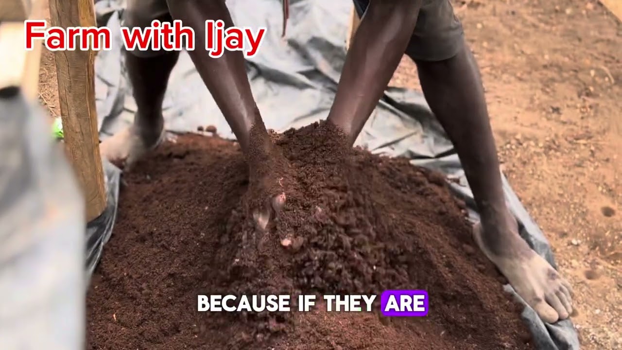 HOW TO RAISE NUSERY USING A POTTING SOIL AND SEED TRAY|