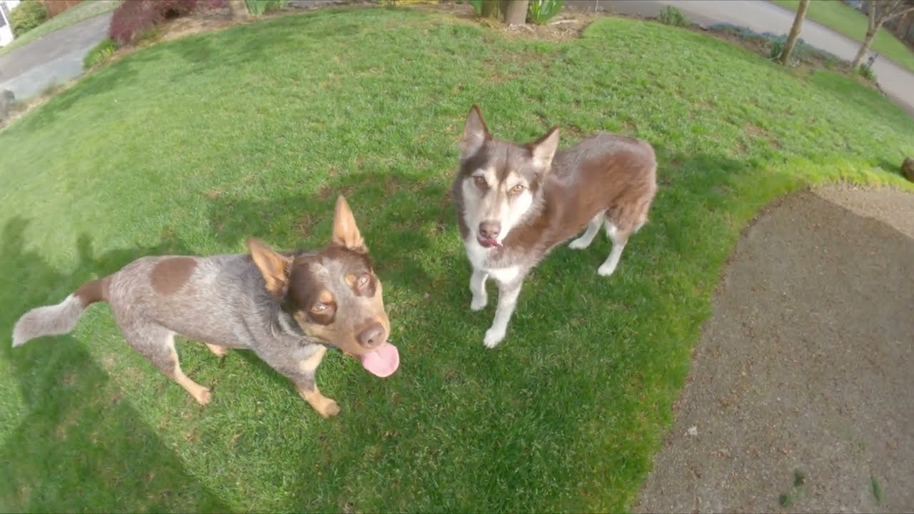 Cattle Dog VS Husky