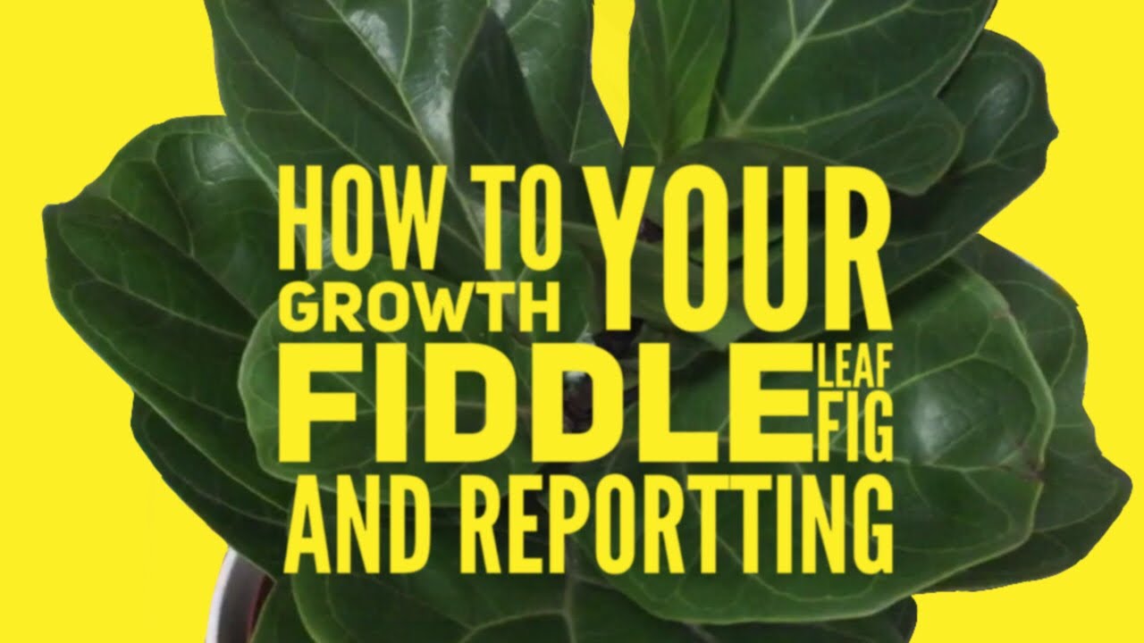How to plant your Fiddle Leaf and repotting