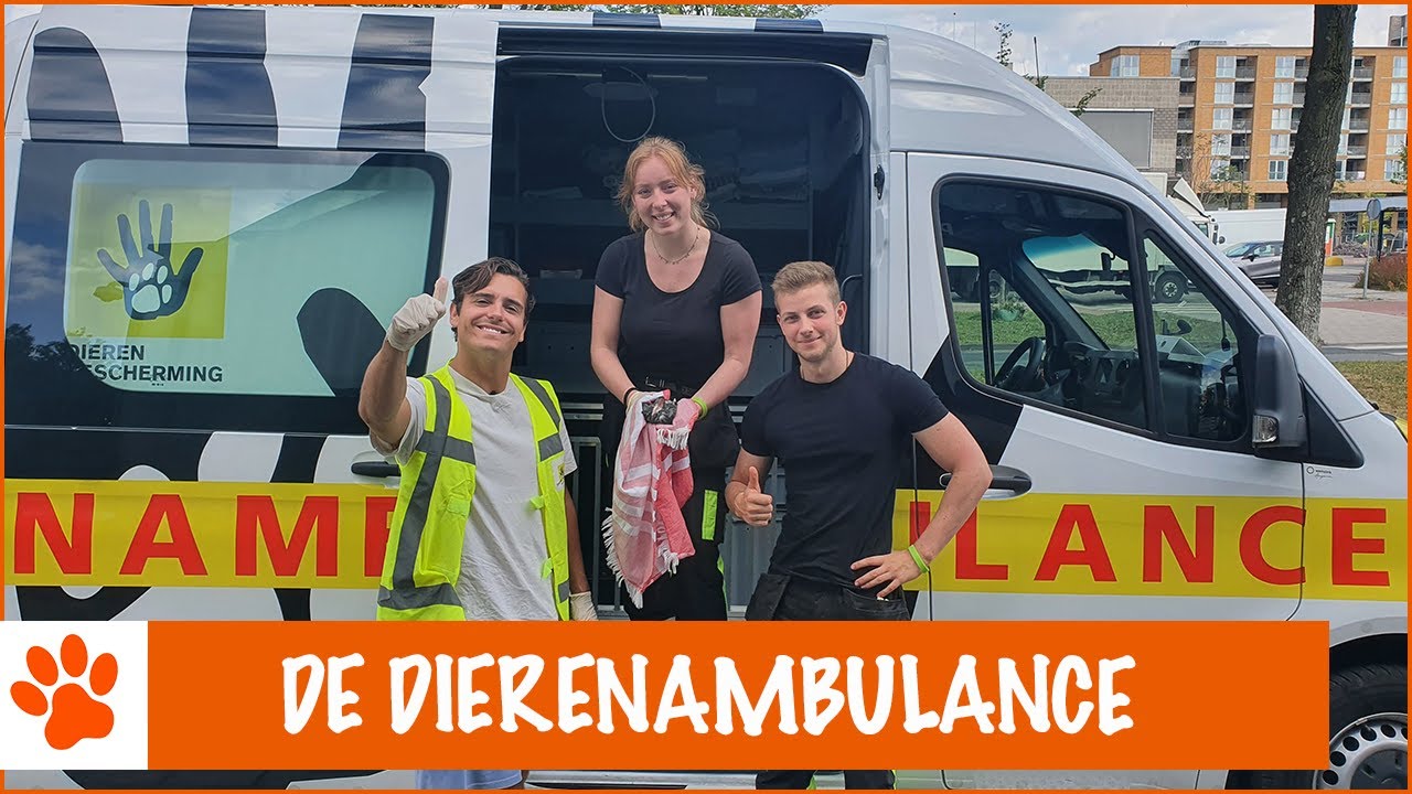 Floris gaat mee met de dierenambulance | DierenpraatTV