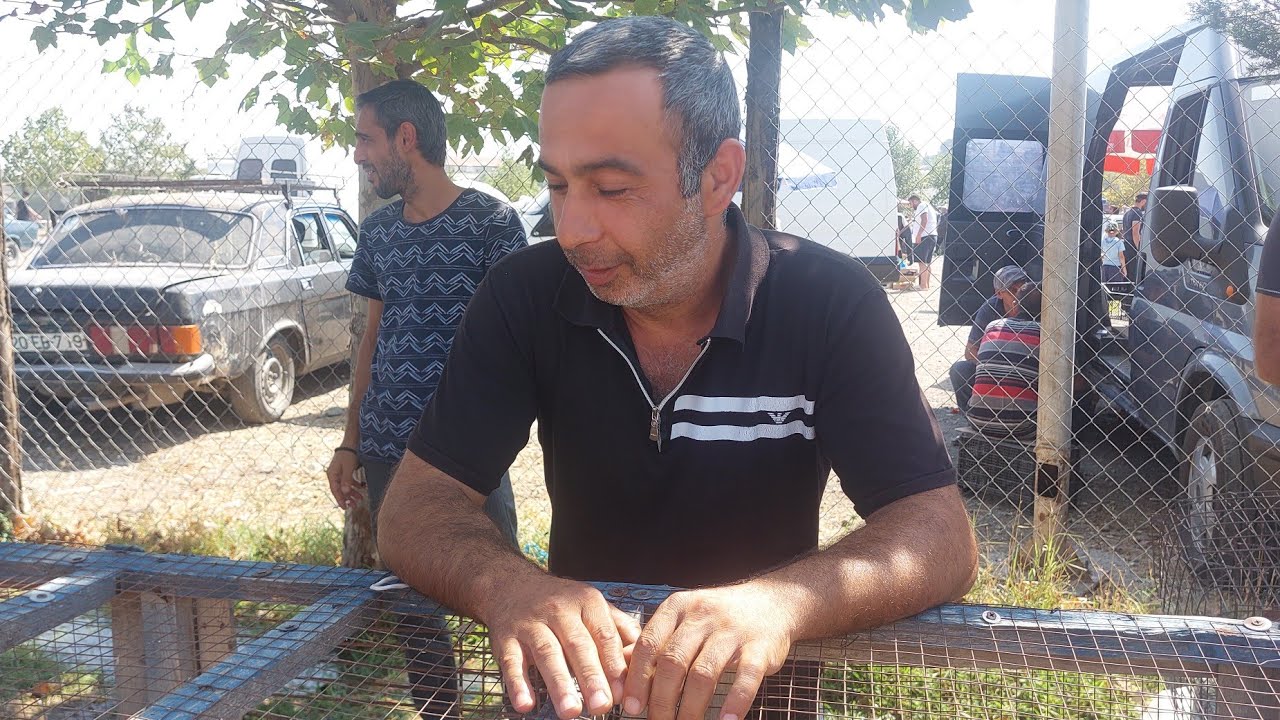24 avqust 2025 gənçə toyuq bazarı 050 567 95 25