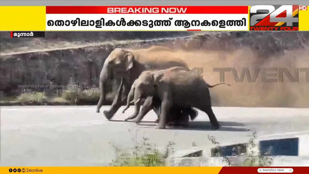മൂന്നാറിൽ ജനവാസ മേഖലയിൽ കാട്ടാനക്കൂട്ടം, തോട്ടം തൊഴിലാളികൾക്ക് തൊട്ടടുത്തെത്തി ആനകൾ | Munnar