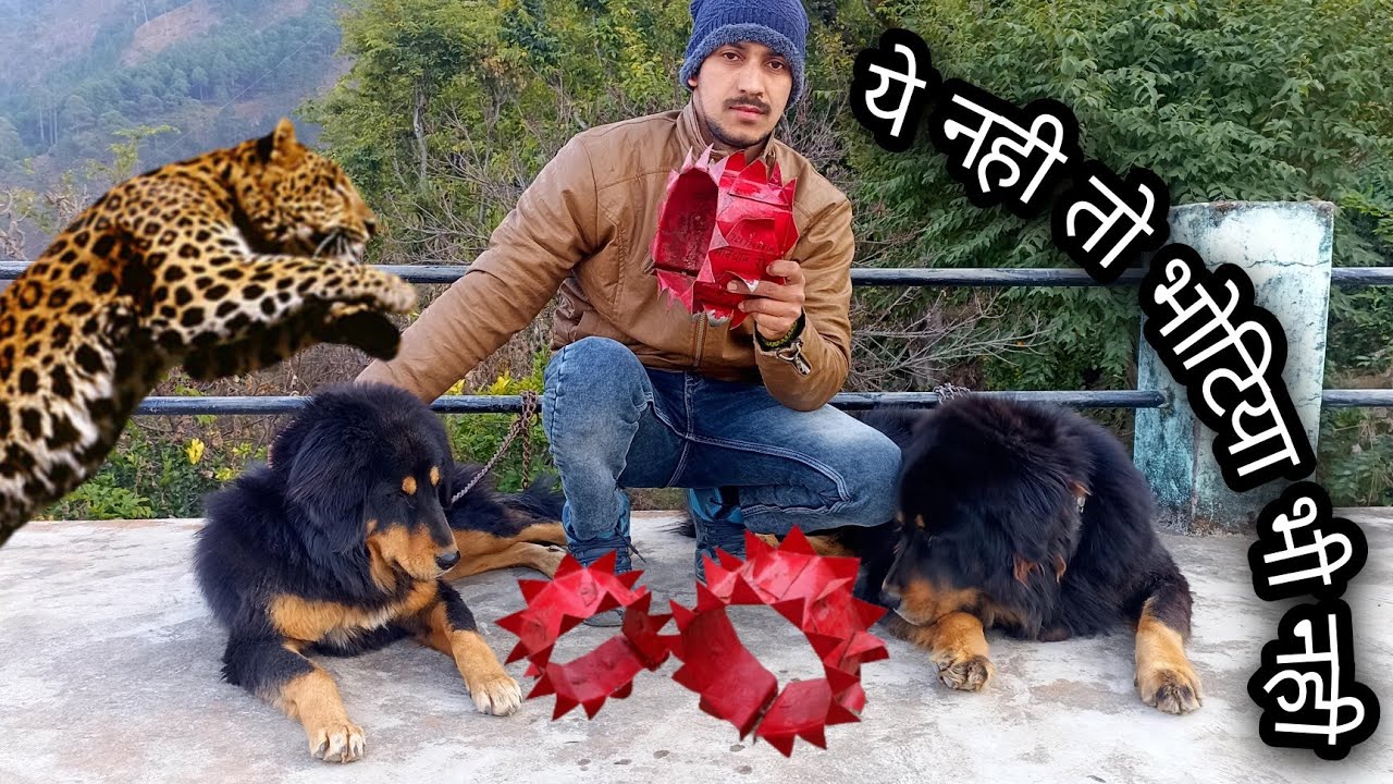 Bhotia Dog ll  तेंदुआ भी डरता है इन डॉग्स से ll तेंदुआ सुरक्षा कवच ll @BharatkDogs