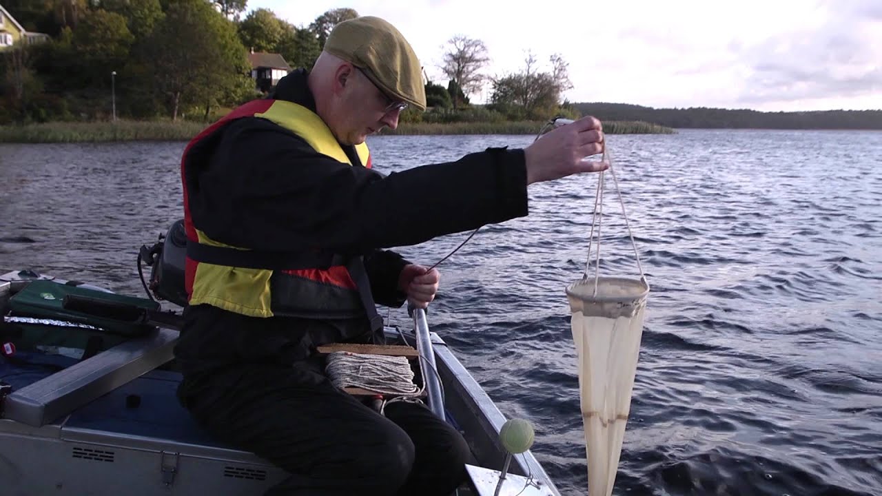 Växtplankton i sjöar