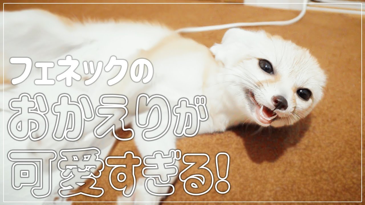 【４Ｋ】フェネックの「おかえり」が可愛いすぎるんですけど！/Fennec's 