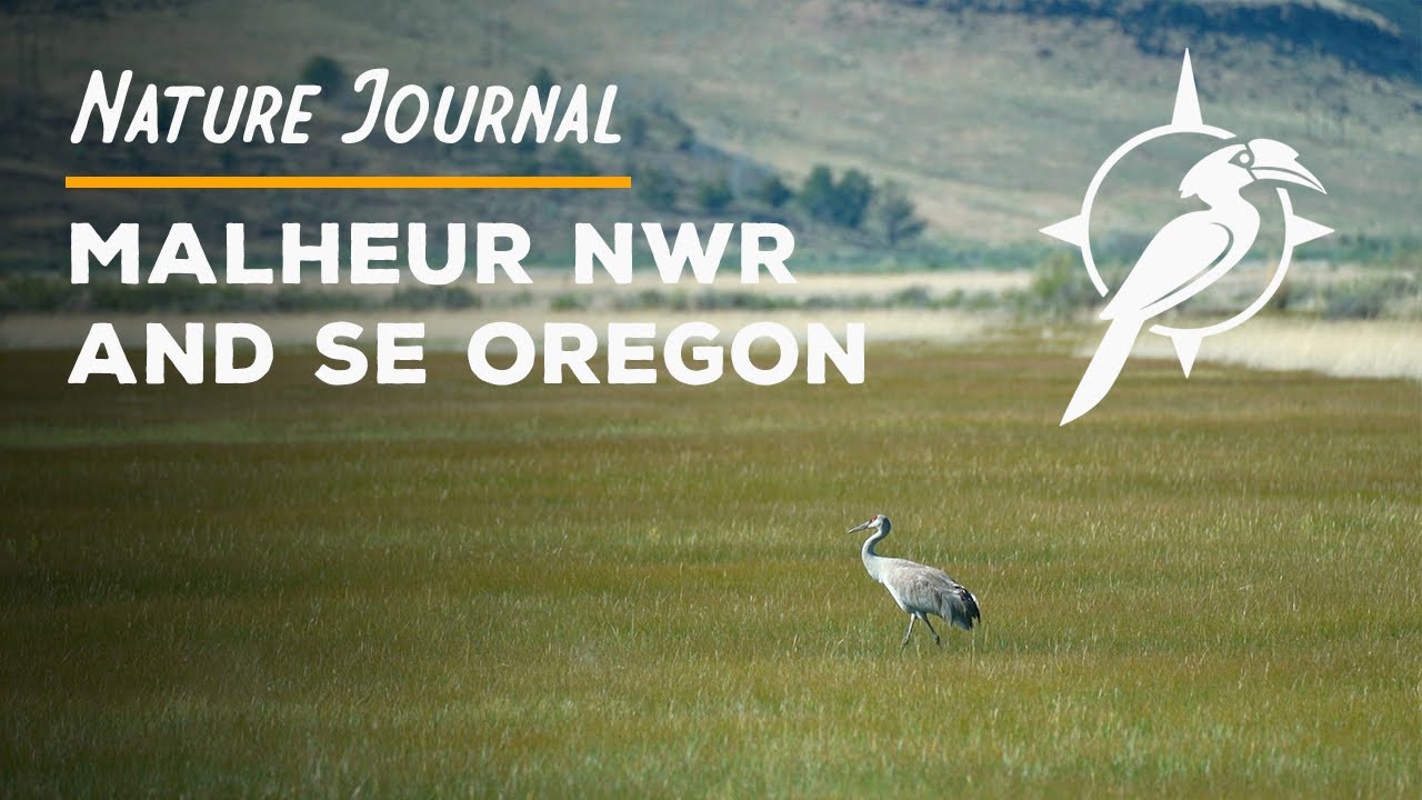 Nature Journal: Malheur Wildlife Refuge in Oregon