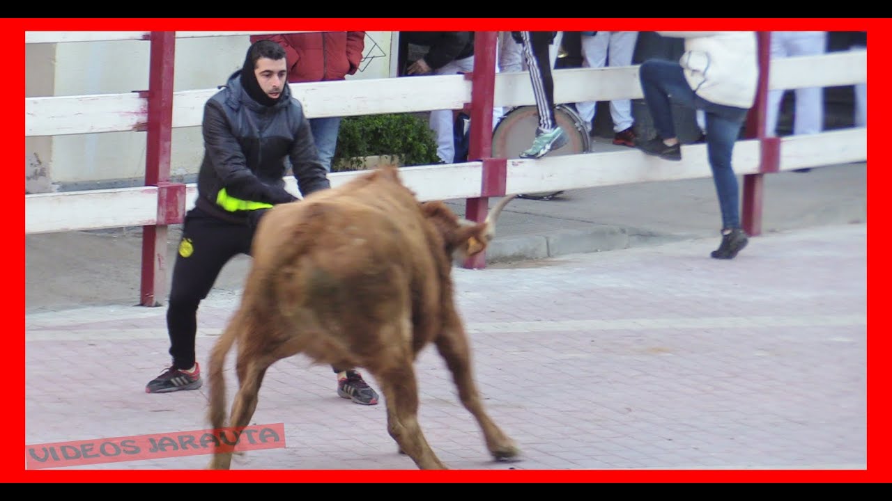 PRADILLA DE EBRO ( ZARAGOZA ) TARDE VACAS CALLE ( DOMINGO 22 ENERO 2023 )J.L. CUARTERO