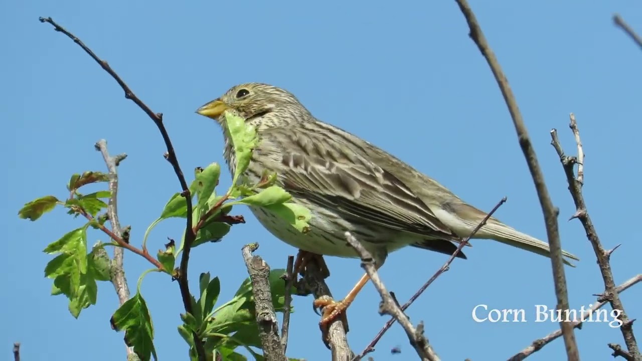 Birding at Sandwich Bay, Kent