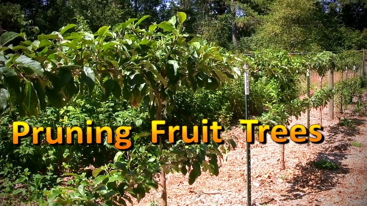 How to Prune Apple and Pear Trees | Espaliered Fruit Tree Pruning