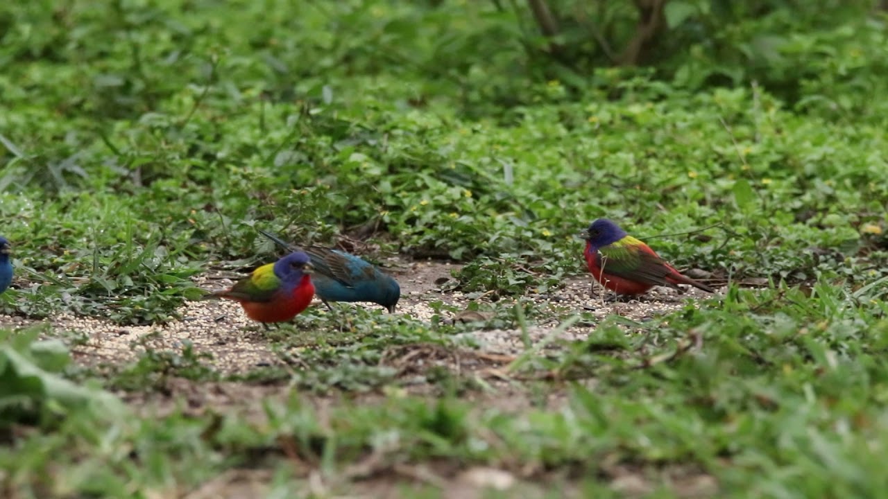 Painted buntings and Indigo buntings in my yard Texas 4-17-21