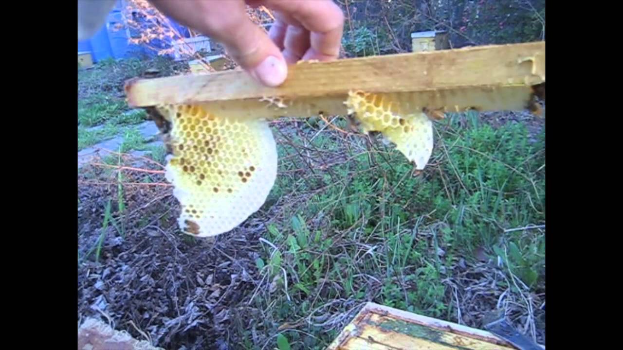 First Hive Inspection, 3-4 days after installing a package