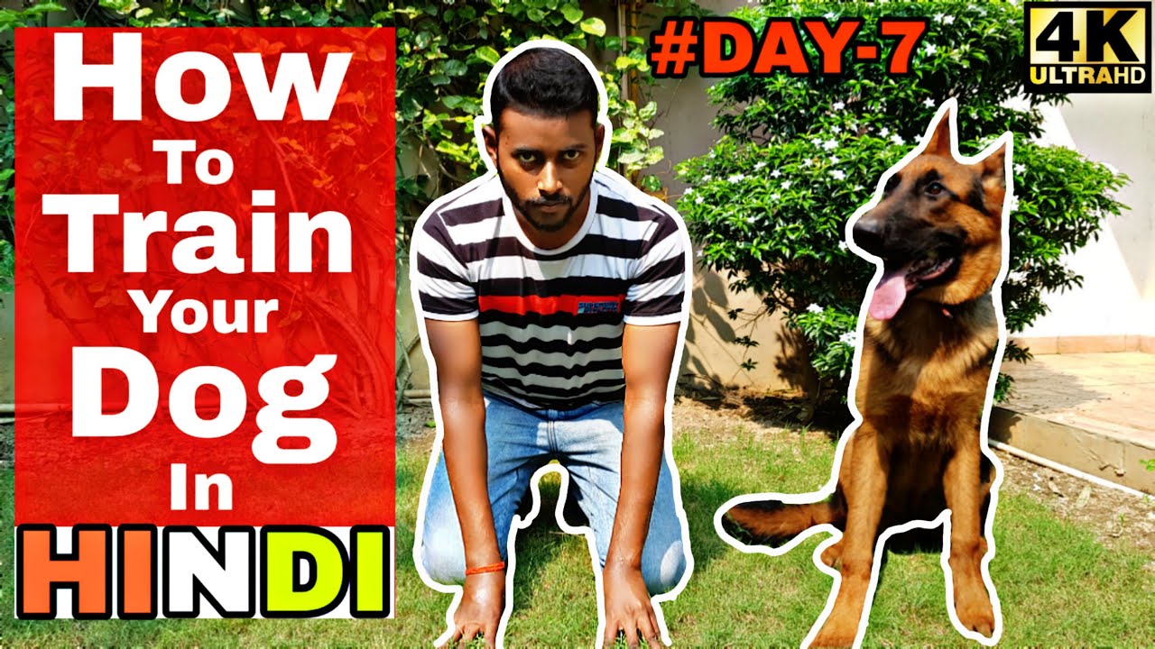 Dog Training - Day 7th | Food permission, Puppy Potty Training, Leash Training (Hindi) #gsd