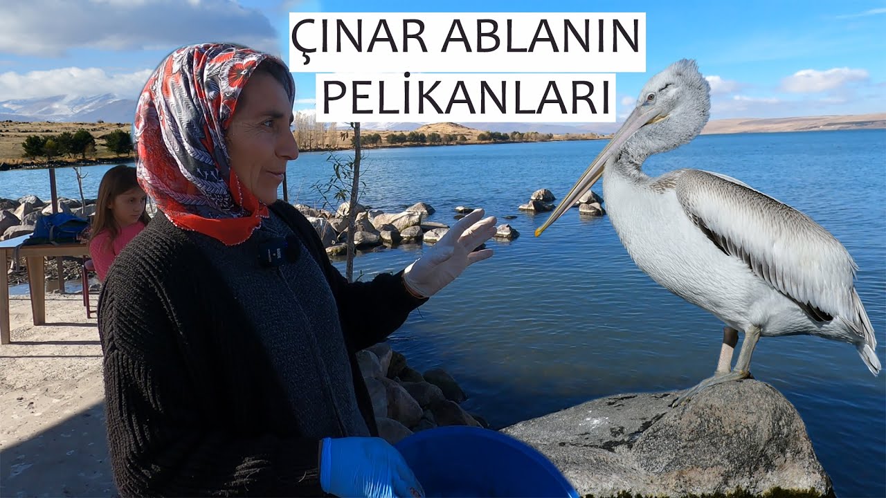 Pelikanların Çınar Ablası Çıldır / Ardahan