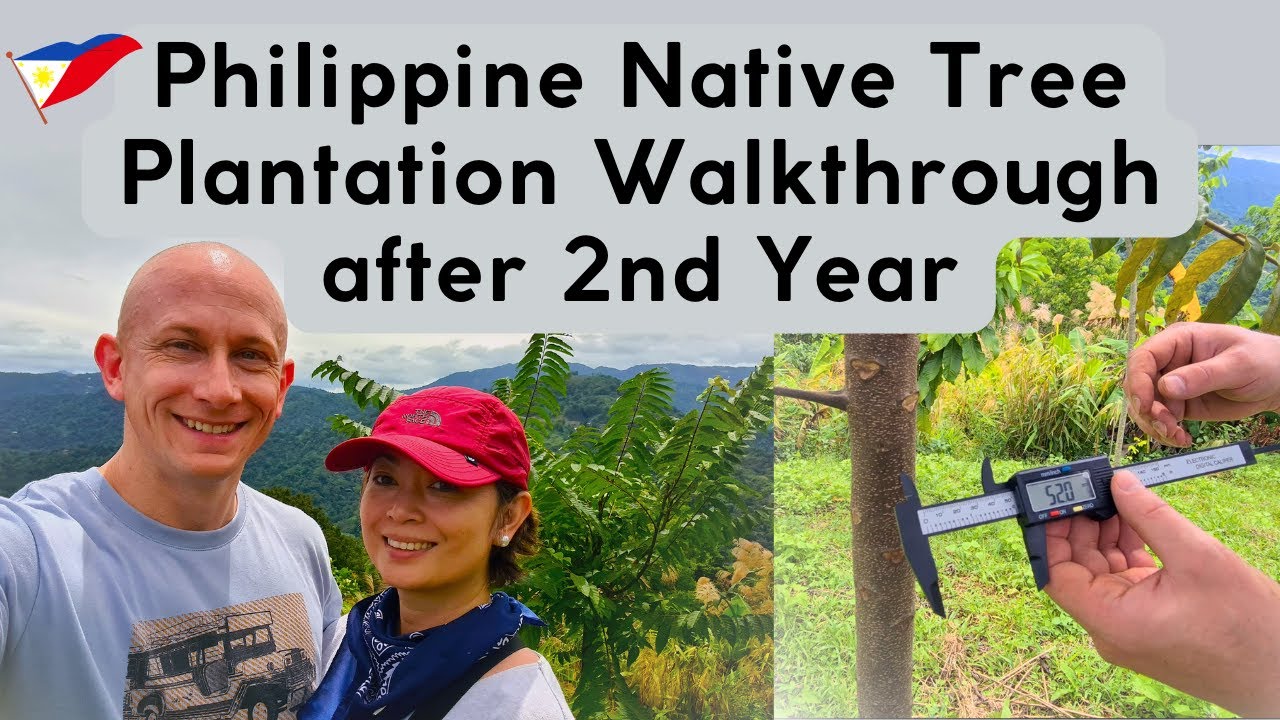 🇵🇭 ≈ 2 year-old Narra, Toog, Molave, Dao, Kalantas ... Philippine Native Tree Plantation Walkthrough