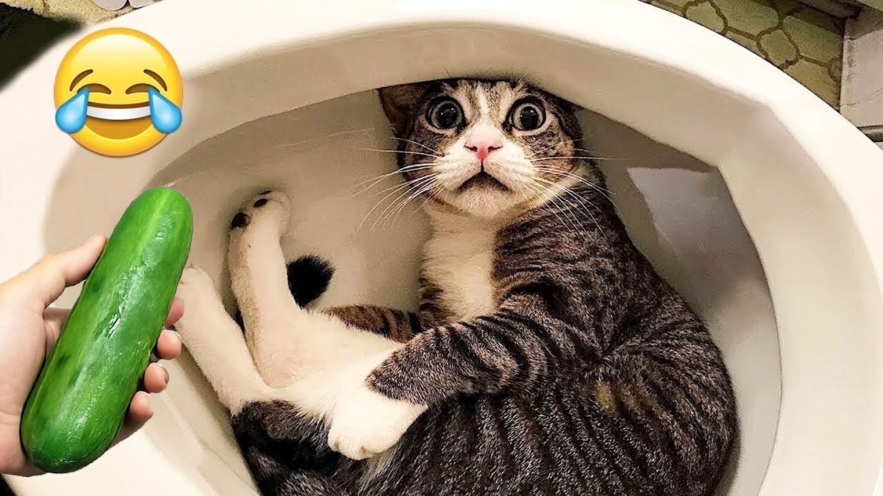 Try Not To Laugh 😅 Best Funny Cats and Dogs Videos 2026 😹🐶 Part 18