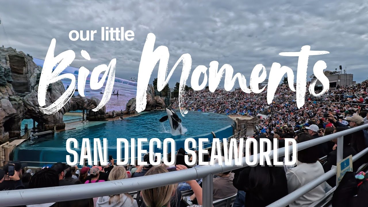 A Real-Life Free Willy Moment at SeaWorld 🐋