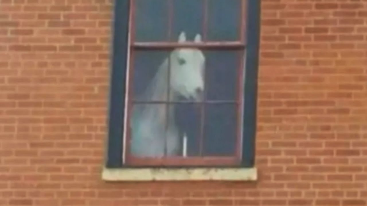Quando animais invadem nossos limites