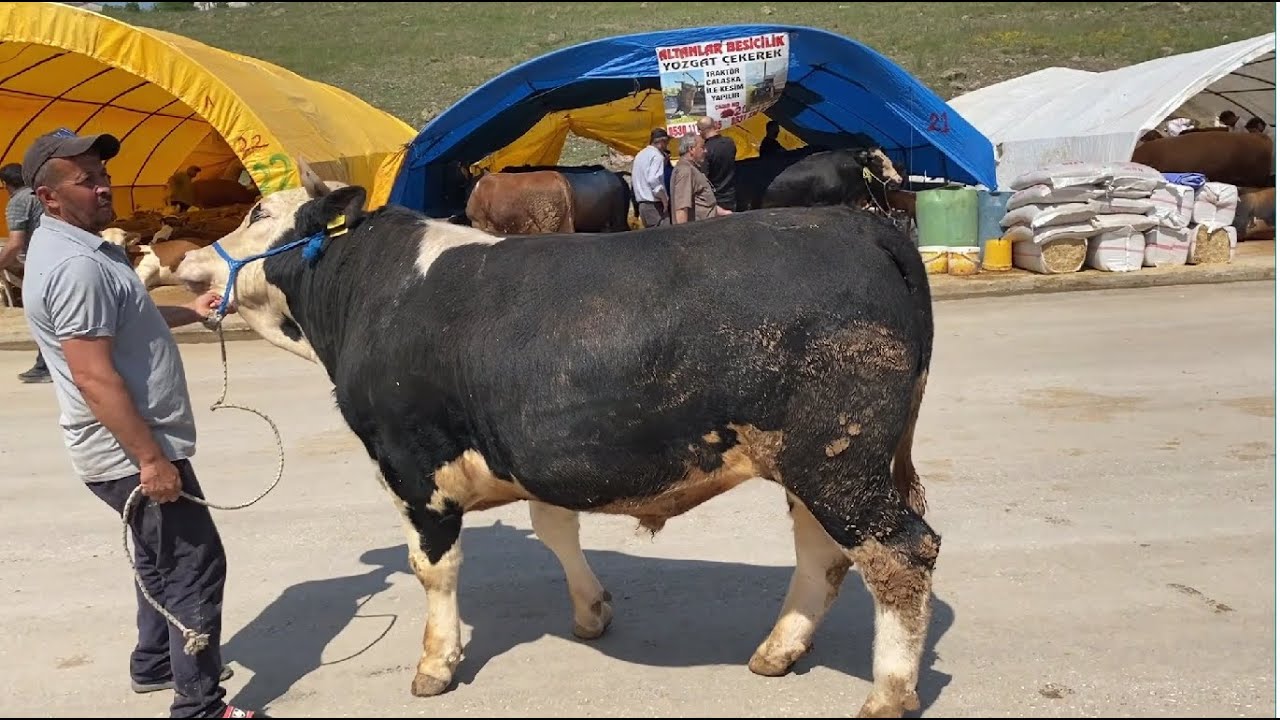 BAĞLUM KURBAN PAZARI