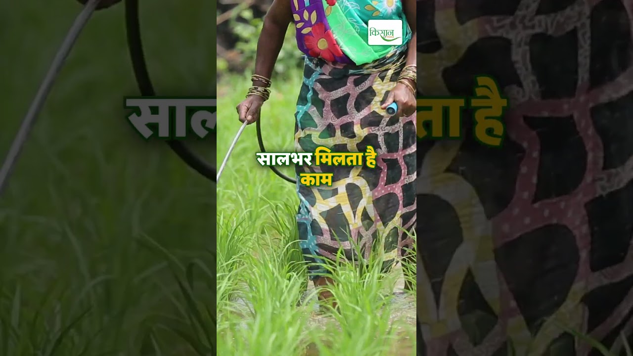 8 ponds, fish, vegetables and makhana, farmer Anand Singh's model of integrated farming.