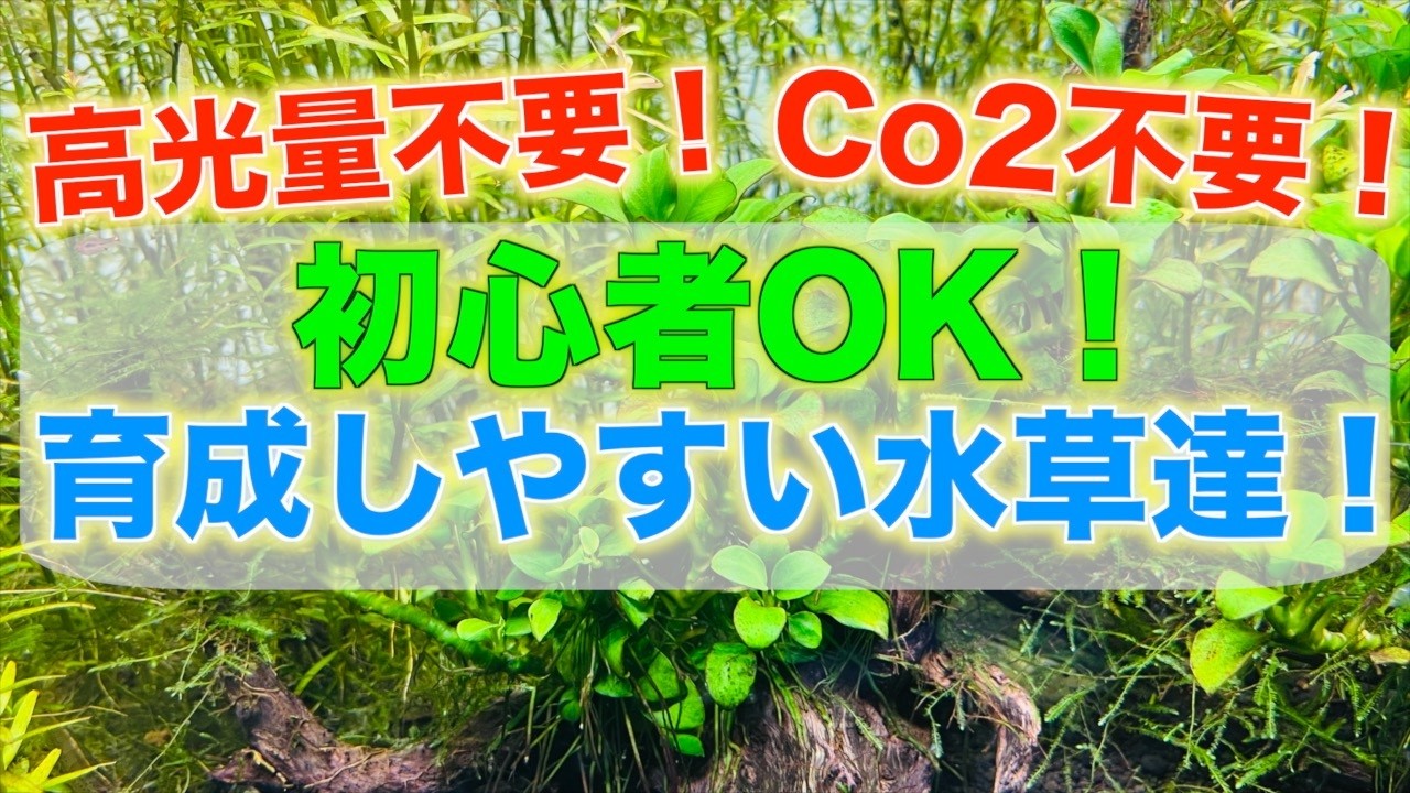 【水草の種類】高光量不要！Co2不要！初心者でも育成しやすくキレイな水草達をご紹介します！