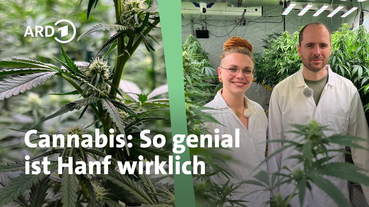 So vielseitig ist die Hanfpflanze | MDR Garten