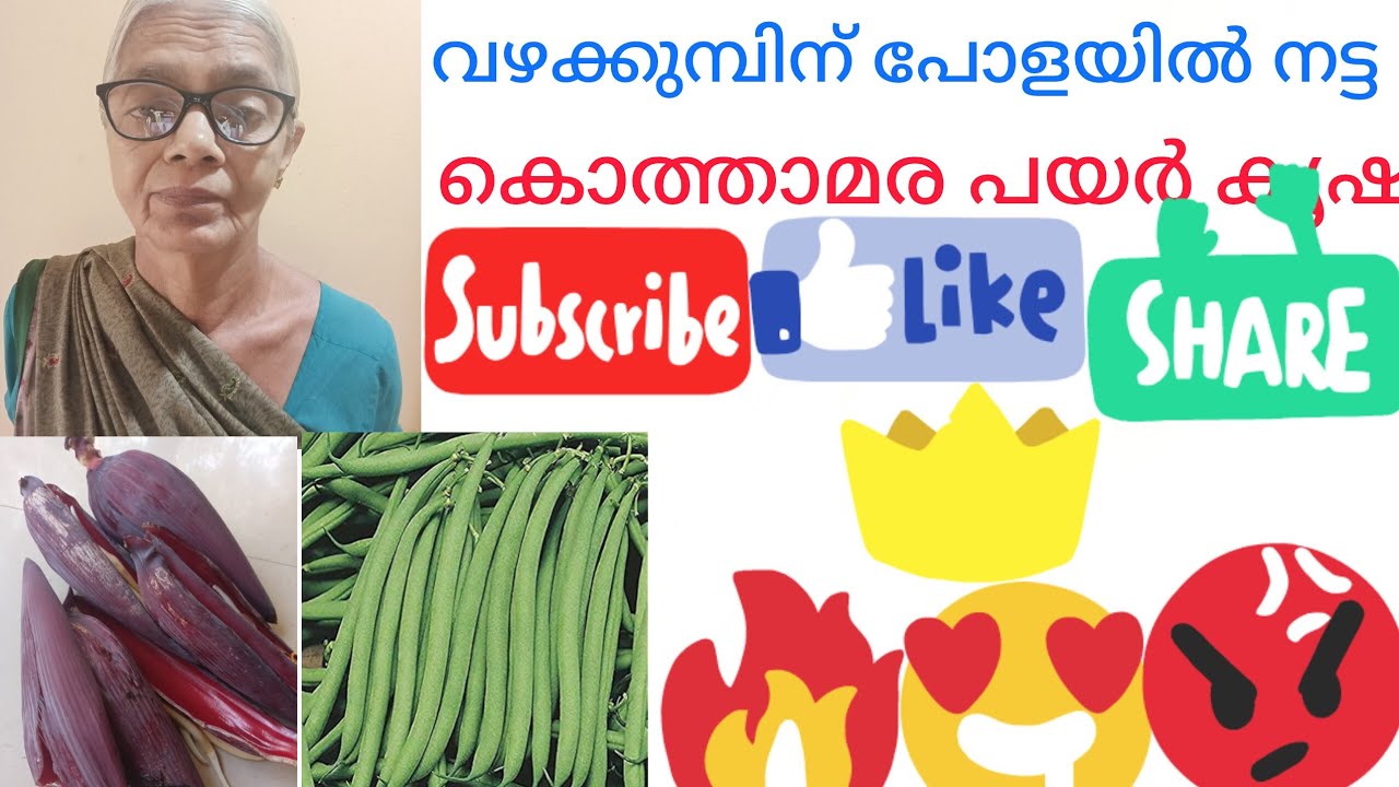 വഴക്കൂമ്പിന്റെപോളകളയല്ലേപോളയിൽ നട്ട അമര കൃഷി ഒന്ന് കണ്ടുനോക്കു വീഡിയോ കാണുക 
