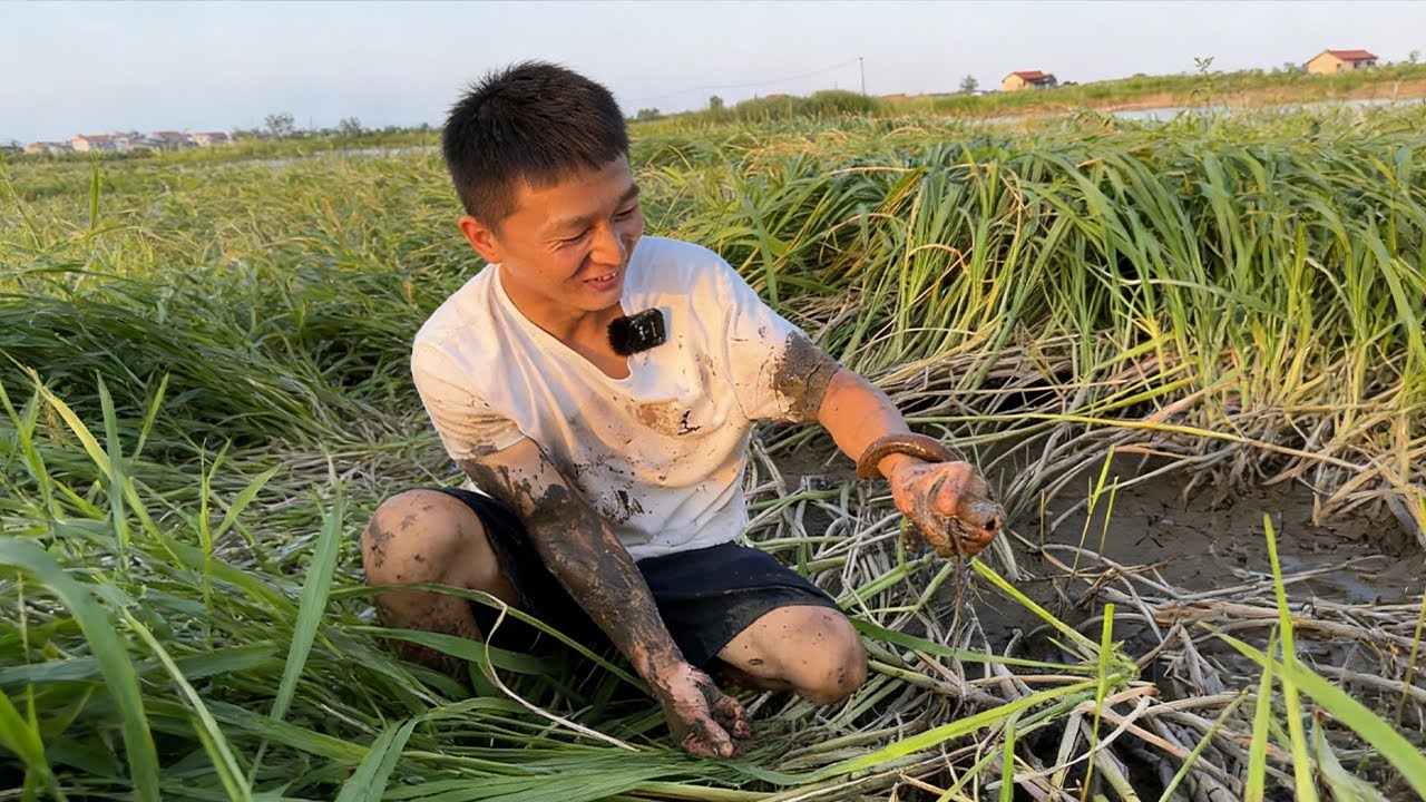 荒塘出狠貨！我賭這裏面絕對有一斤重的鱔魚，信不信？#大熱門#fishing