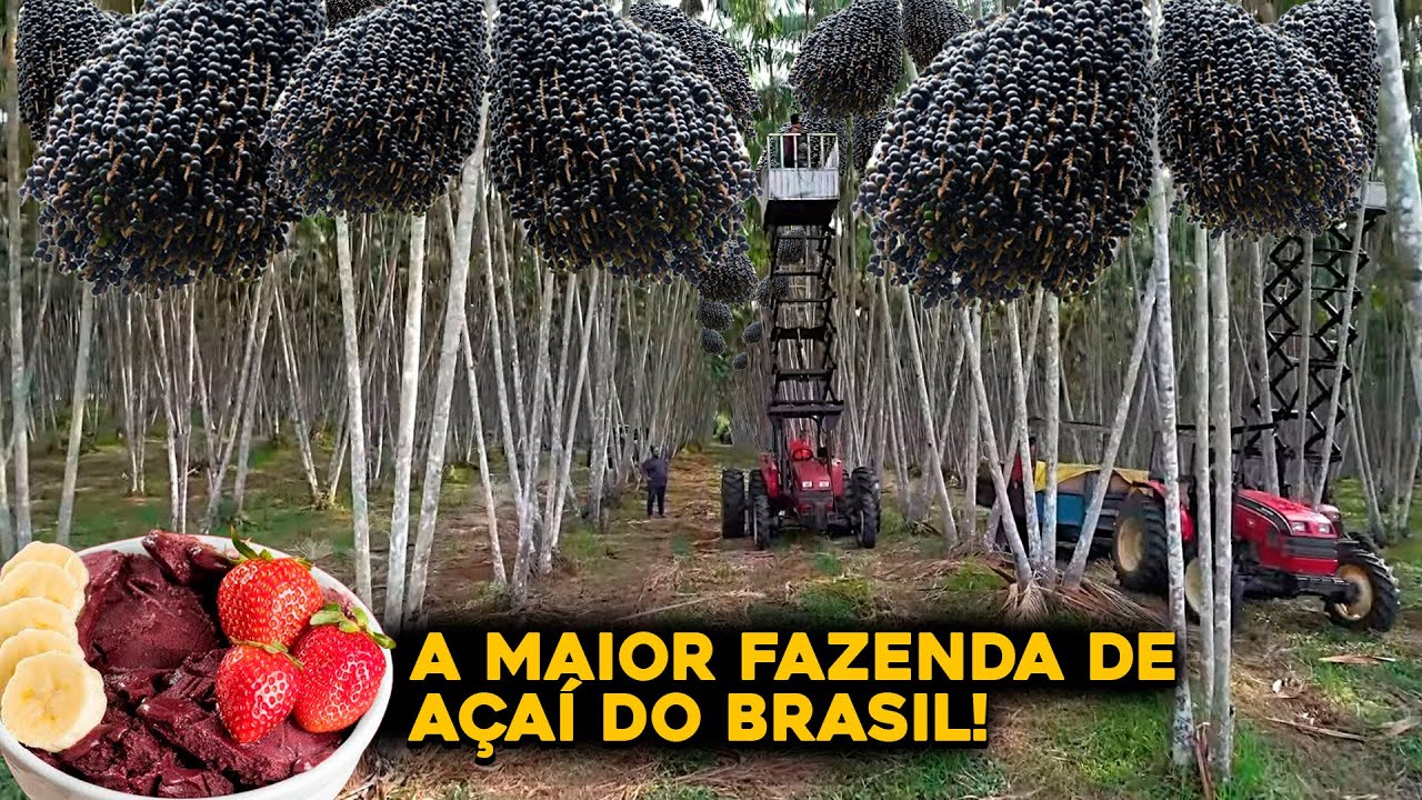 A INCRÍVEL MAIOR FAZENDA DE AÇAÍ DO MUNDO QUE FICA NO BRASIL
