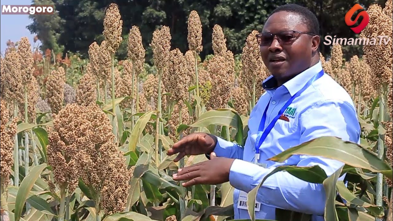 ZIFAHAMU FAIDA ZA ZAO LA MTAMA KIMWILI NA KIUCHUMI.