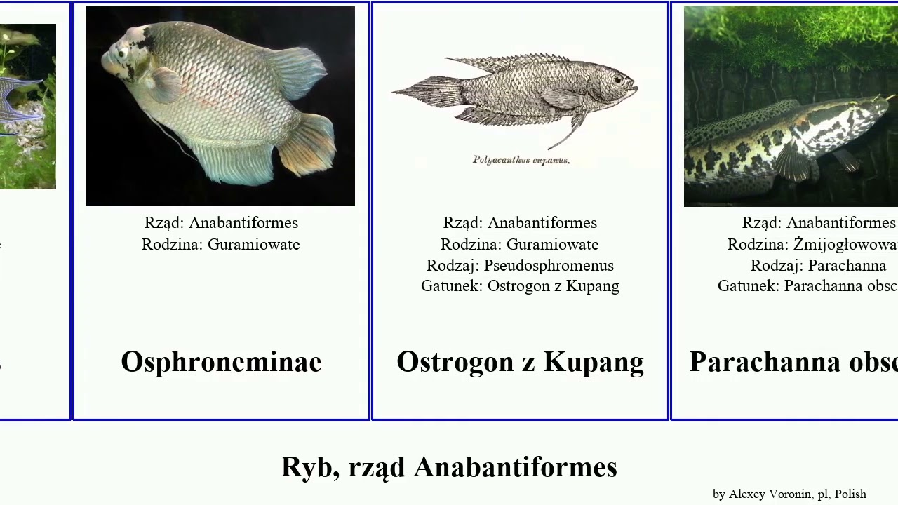 Ryb, rząd Anabantiformes gurami prętnik bojownik fish obscura czarny Skrzeczyk Buszowiec całujący
