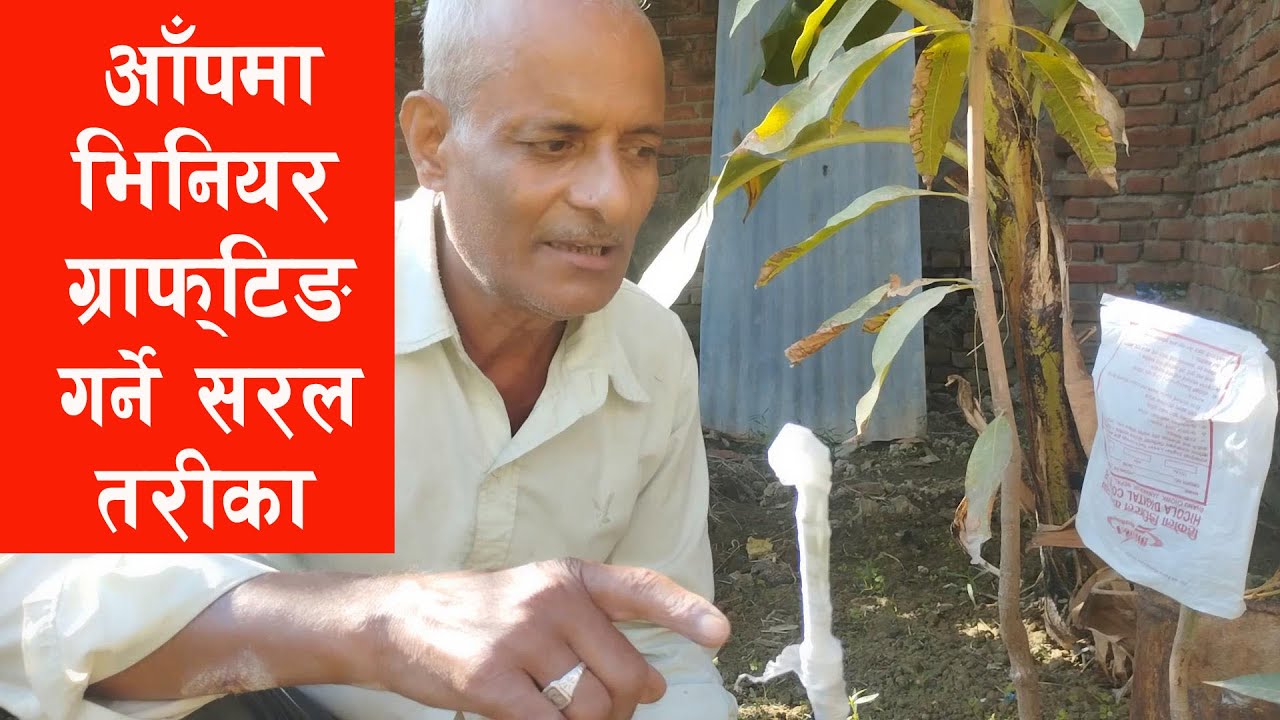 Mango Veneer Grafting Process || आँपमा कलमी गर्ने तरीका || Aap ma kalami kasari garne