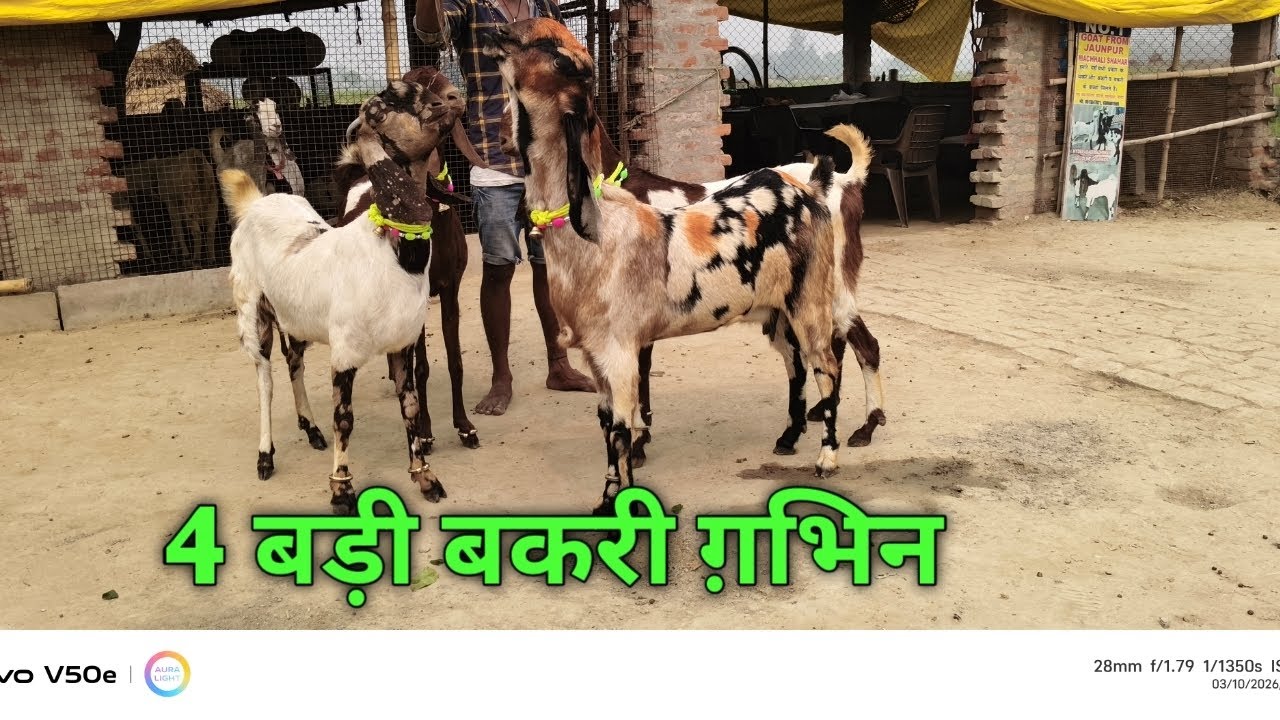 4 बड़ी बकरी ग़भिन है जौनपुर मछली शहर में उपलब्ध है फार्म 