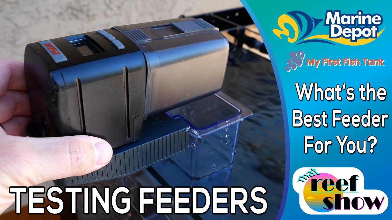 What's the Best Auto Fish Feeder for You?