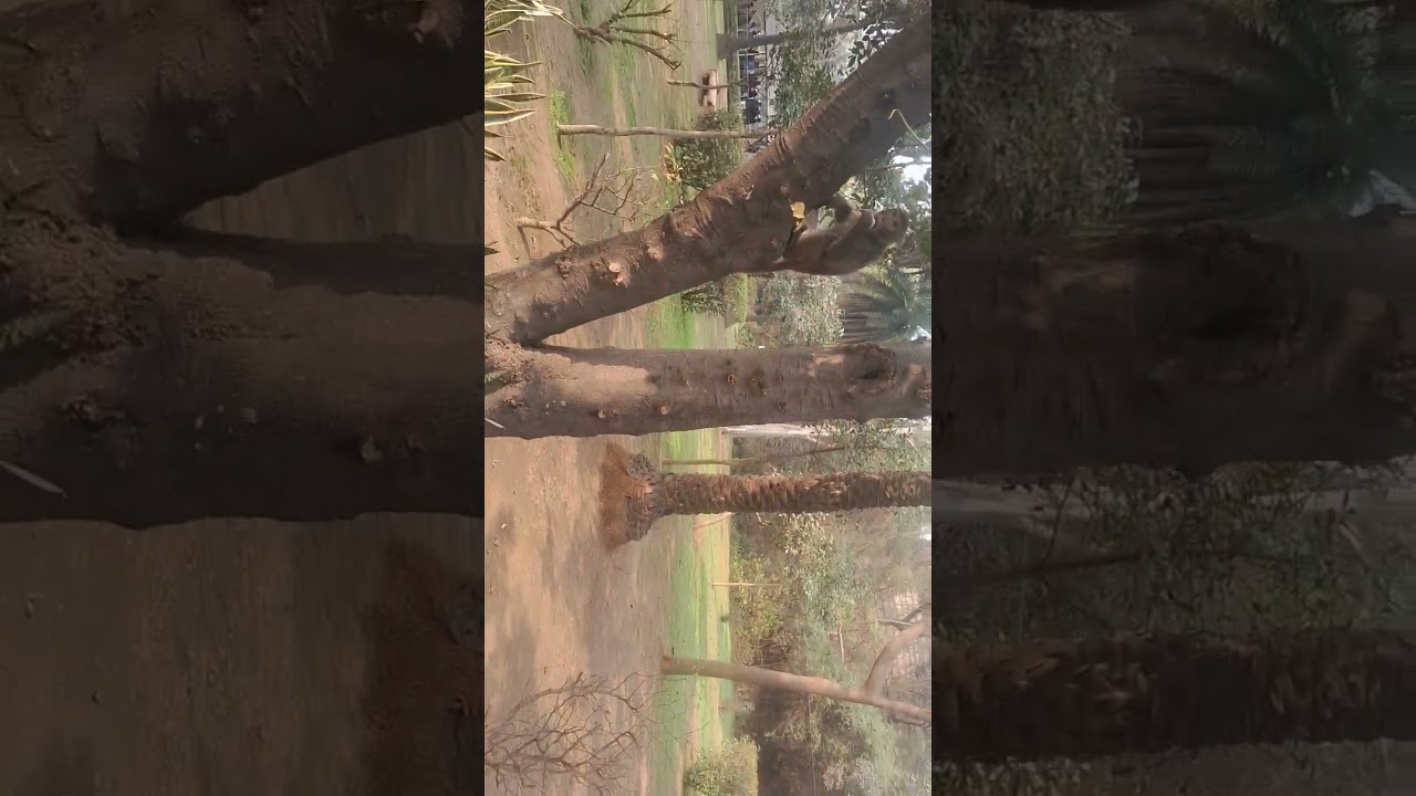 Dilli ka chirakhar ka block 