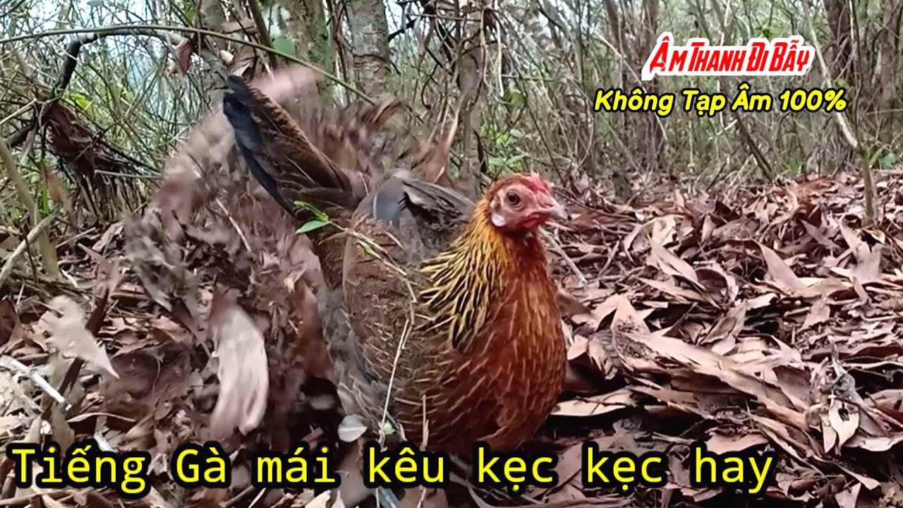 Tiếng Gà Mái Rừng Mồi Kêu Trống Hay | Hoàng Thắng