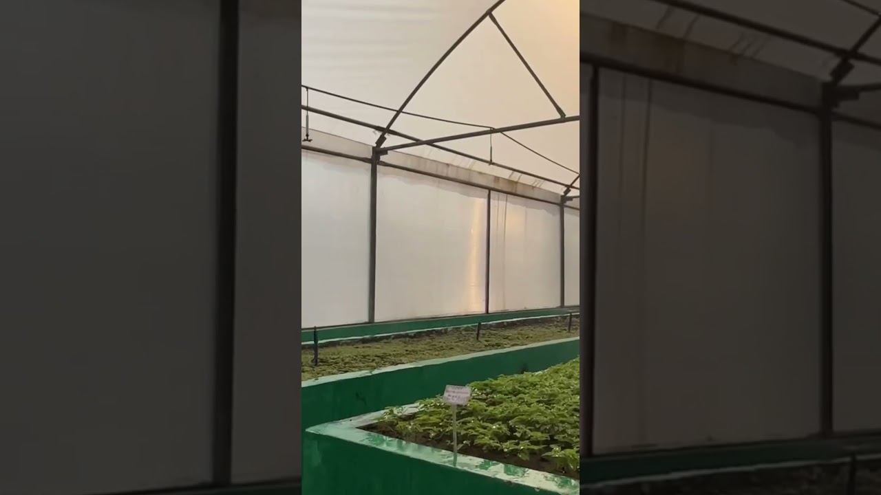 Выращивание в полидоме с контролируемой температурой и влажностью 😱🌡️#шорты