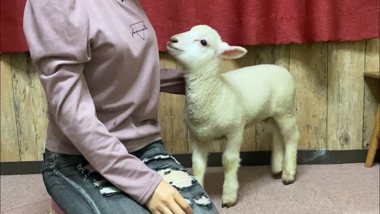 生まれてすぐに育児放棄されてしまった子羊が行き着いた先とは